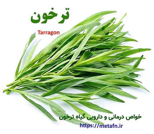 خواص درمانی و دارویی گیاه ترخون Tarragon