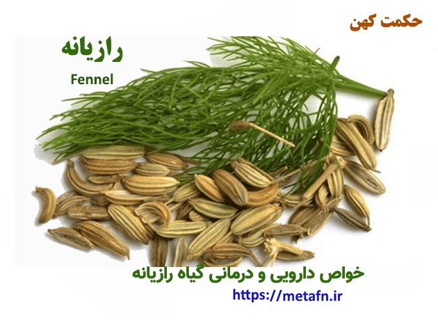 خواص درمانی و دارویی گیاه رازیانه یا راجونه fennel