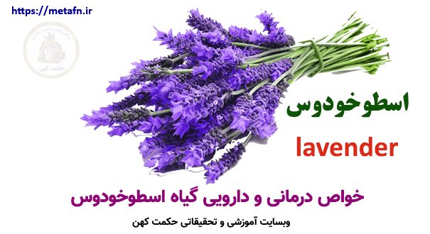 خواص درمانی و دارویی گیاه اسطوخودوس - Lavender